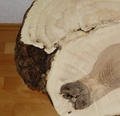 Baumscheibe Esche Maser 60 cm, 4 cm dick, geschliffen 150