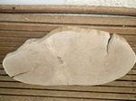 Baumscheibe Eiche 83 cm