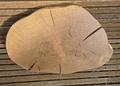 Baumscheibe, Tischplatte Eiche