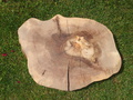 Baumscheibe Tischplatte Walnuss