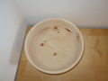 Holzschüssel Zirbenschüssel Teigschüssel